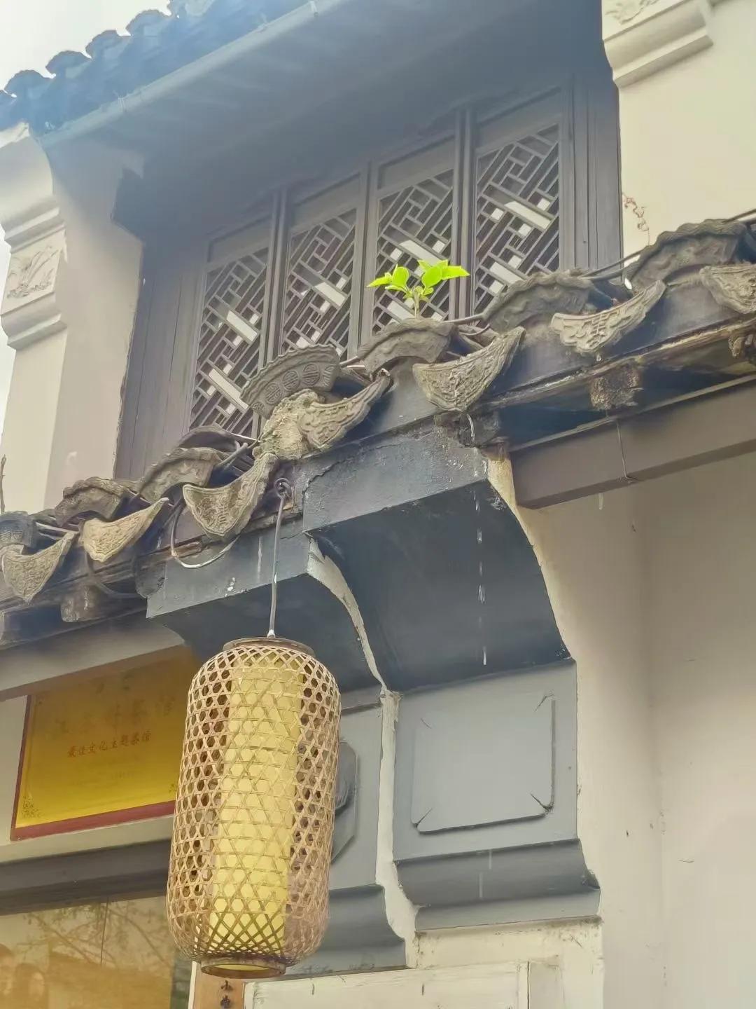 白墙黛瓦上生长的新芽