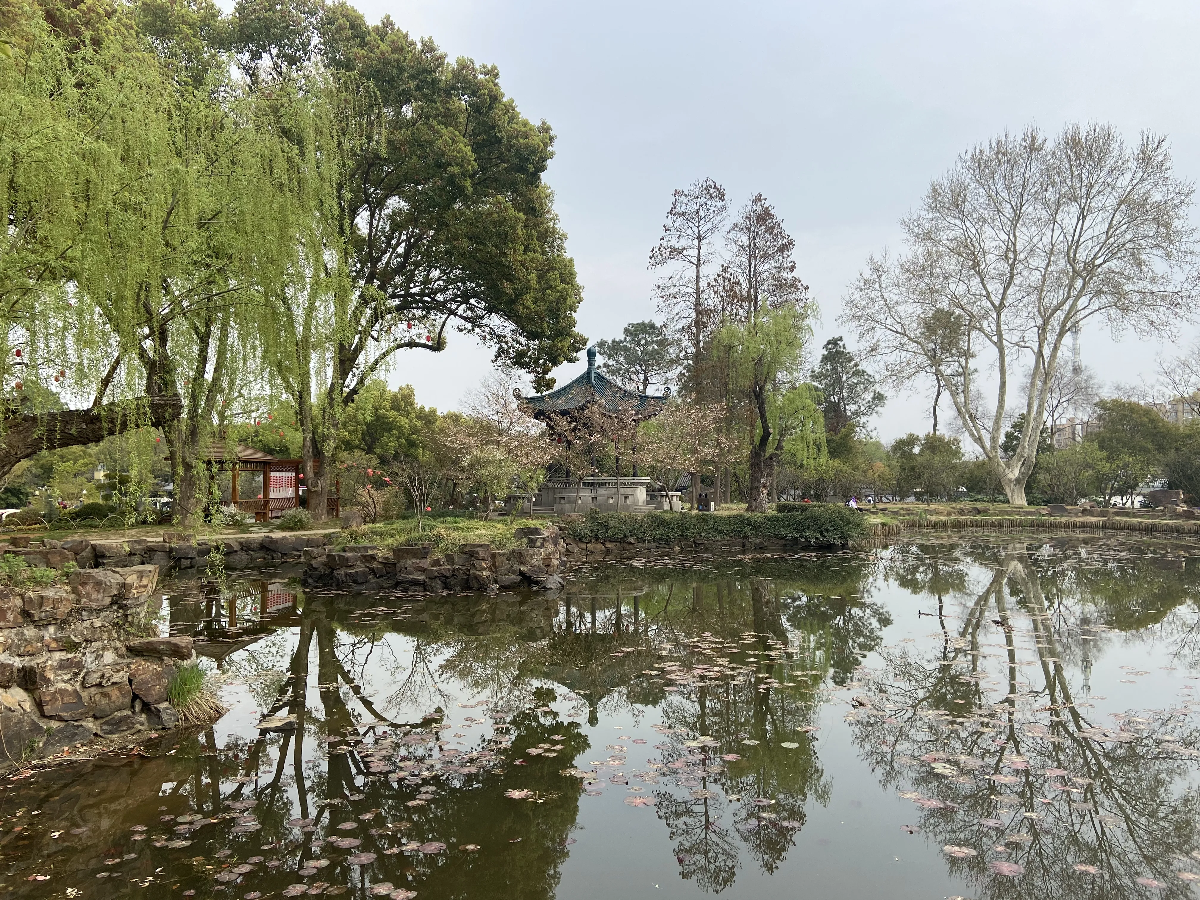 无锡留园的景色：湖面上飘满了落花，河边的柳树，樱花，亭子相互映衬